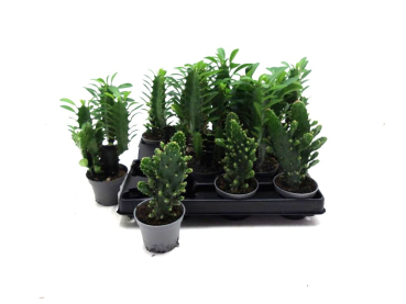 Mini Opuntia Mix
