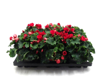 Begonia "Betulia" rot