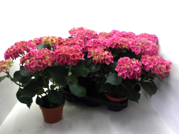 Hydrangea macr. rot