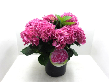 Hydrangea mac. Busch pink