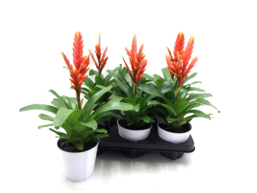 Vriesea orange in Blechtopf