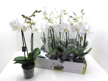 Phalaenopsis midi weiß "Flirto"