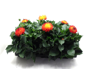Dahlia Gelbtöne