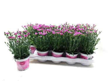 Dianthus "Pink Kisses"