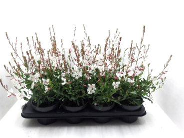 Gaura lindh. weiß