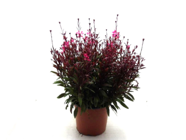 Gaura Kübel