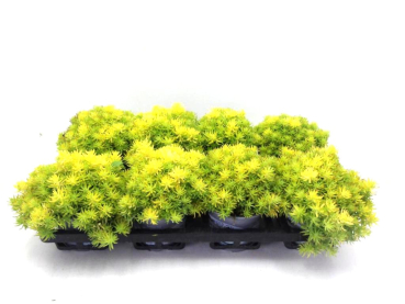 Sedum "Yellow Bouquet"