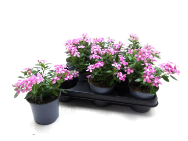 Catharantus  roseus rosa