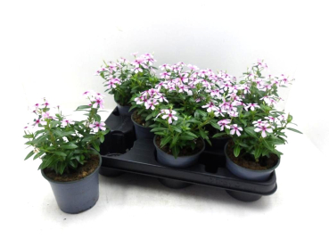 Catharantus  roseus rosa