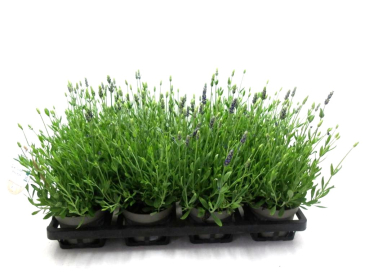 Lavandula ang.