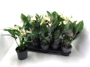 Anthurium andr. lachs