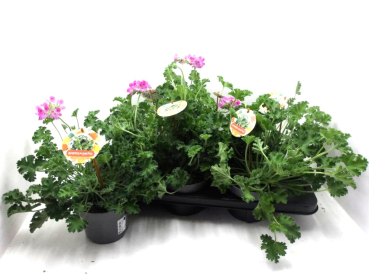 Pelargonium "Aroma Orange"