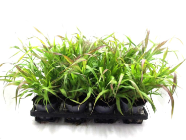 Panicum virgatum