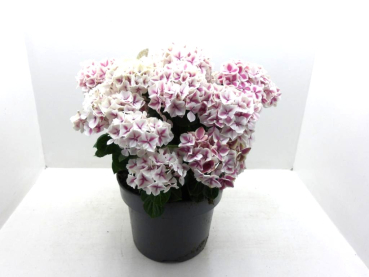 Hydrangea mac. Busch rosa-weiß