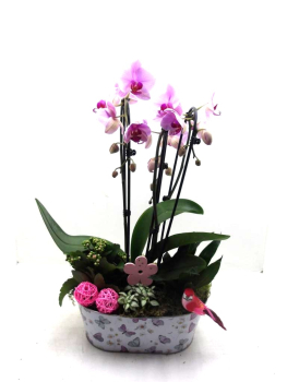 Phalaenopsis Cascade in Blechschale