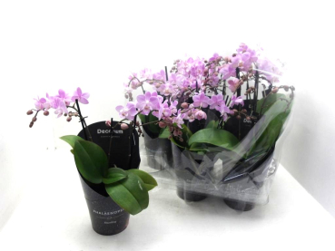 Phalaenopsis 3 Rispen rosa