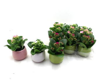 Mini  Kalanchoe in Übertopf bunt