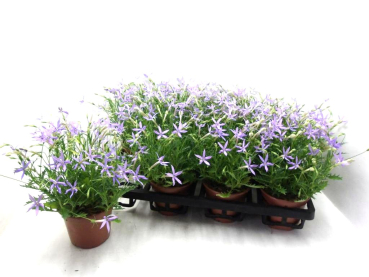 Isotoma axillaris
