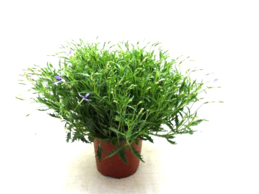 Laurentia axillaris Kübel