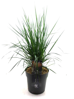 Calamagrostis acutiflora "Karl Förster"