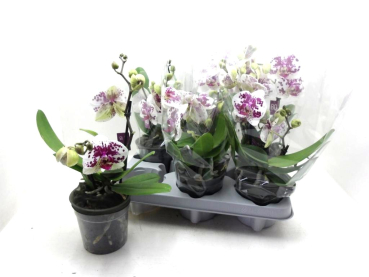 Phalaenopsis "Shorty" 2 Rispen gefleckt