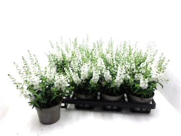 Angelonia weiß