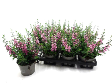 Angelonia rosa