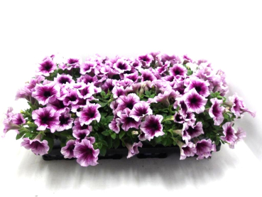 Petunia