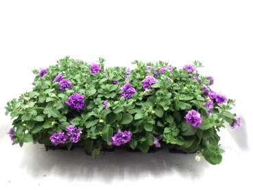 Petunia