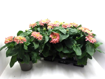Zinnia rosa