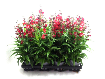 Penstemon rot