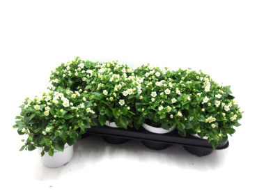 Exacum affine weiß