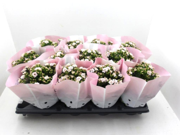 Kalanchoe gefüllt zartrosa