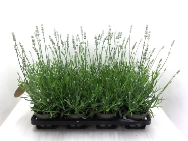 Lavandula ang. weiß