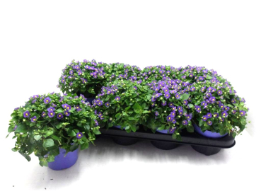 Exacum affine blau