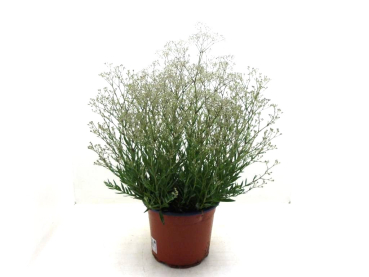 Gypsophila pan. Kübel kurz