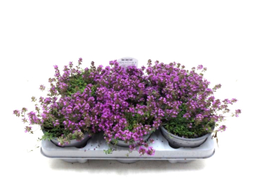 Thymus praecox