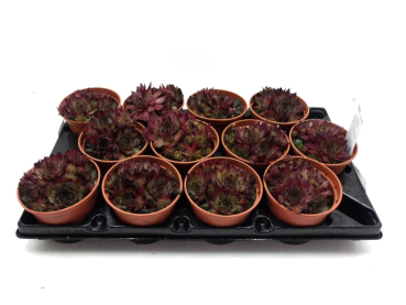 Sempervivum rot "Cay"