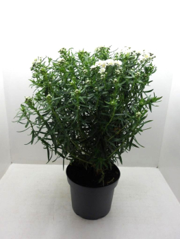 Achillea "Diadem" Kübel