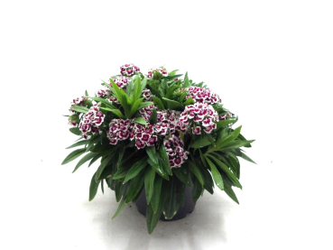 Dianthus barb. Kübel rot-weiß