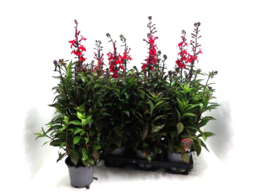 Lobelia speciosa