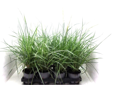 Carex "Sky Rocket"
