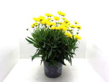 Coreopsis grand. Kübel
