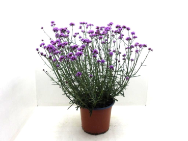 Verbena bon. Kübel