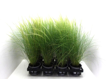 Stipa tenuifolia