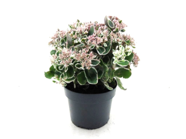 Sedum Kübel "La Vie en Rose"