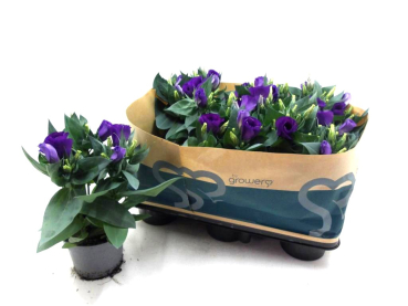 Eustoma russ. blau