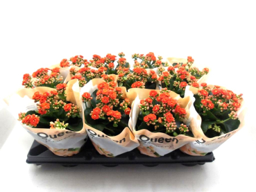 Kalanchoe gefüllt orange