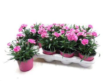 Dianthus caryophyllus rosa