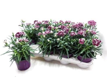 Dianthus caryophyllus bourdeaux-weiß